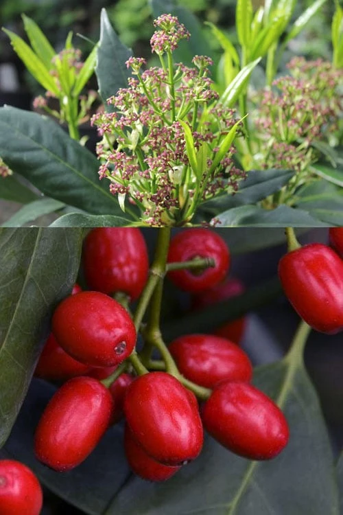 Sawtoothed Aucuba Serratifolia - 1 Gallon Pot - Image 8