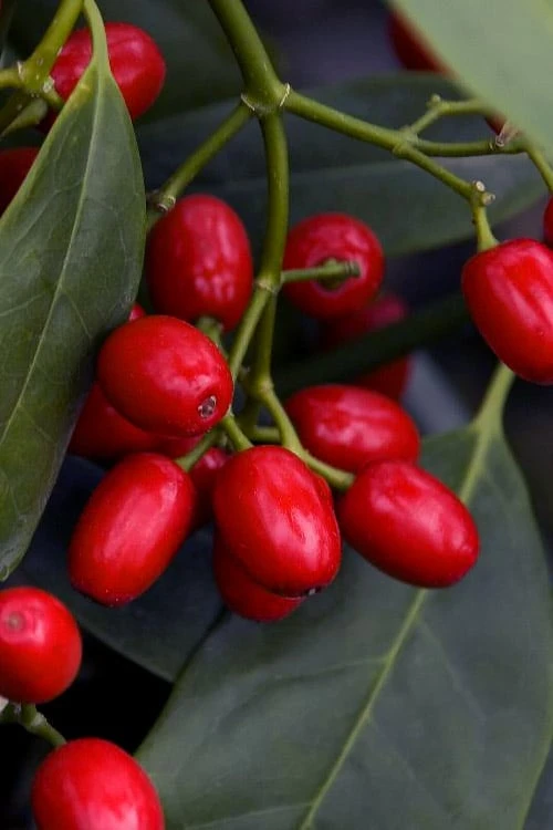 Sawtoothed Aucuba Serratifolia - 6 Pack Of 1 Gallon Pots - Image 5