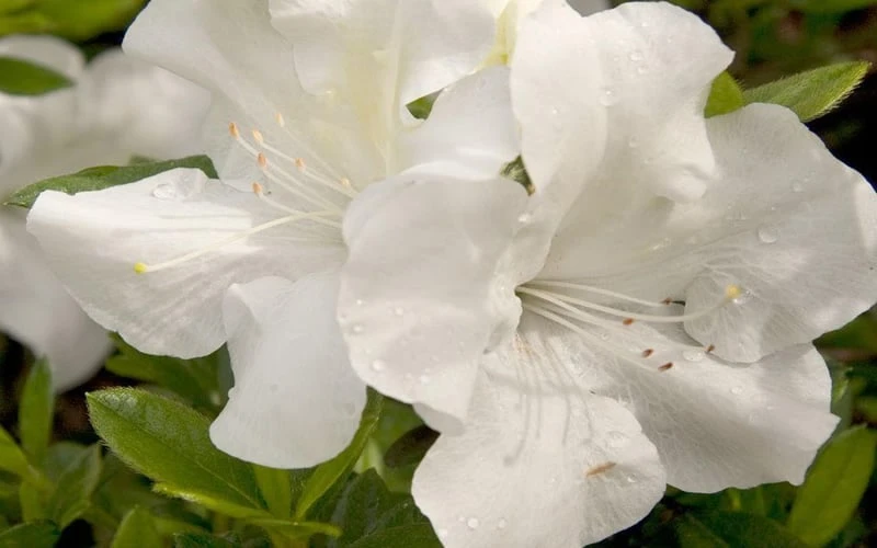 Autumn Ivory Encore Azalea - 2 Gallon Pot - Image 5