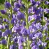Blue False Indigo (Baptisia Australis) - 5 Pack Of Quart Pots