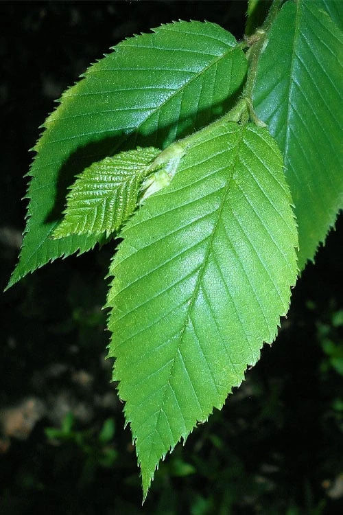 Yellow Birch Tree (Betula Alleghaniensis) - 1 Gallon Pot - Image 5
