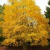 Yellow Birch Tree (Betula Alleghaniensis) - 1 Gallon Pot
