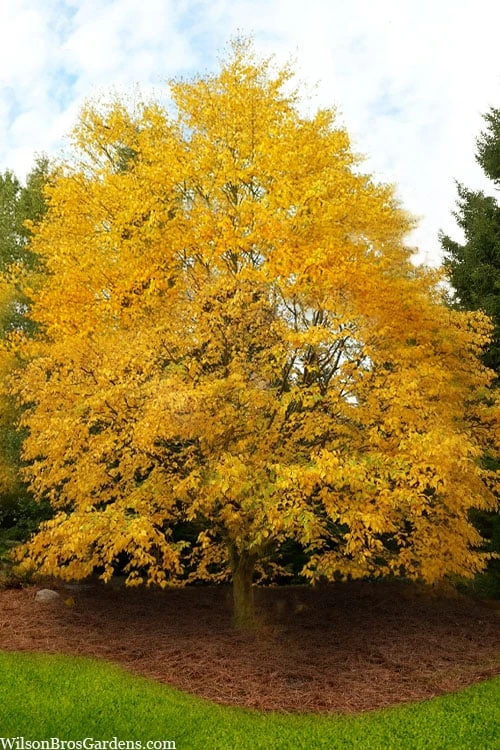 Yellow Birch Tree (Betula Alleghaniensis) - 1 Gallon Pot