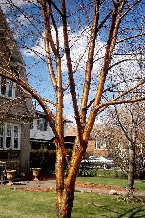 Yellow Birch Tree (Betula Alleghaniensis) - 1 Gallon Pot - Image 3