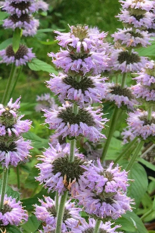 Downy Pagoda Plant (Blephilia Ciliata) - 1 Gallon Pot - Image 5