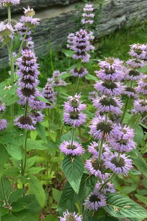 Downy Pagoda Plant (Blephilia Ciliata) - 1 Gallon Pot - Image 4