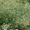 Blonde Ambition Blue Grama Grass (Bouteloua Gracilis) - 8 Pack Of 1 Gallon Pots