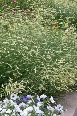 Blonde Ambition Blue Grama Grass (Bouteloua Gracilis) - 8 Pack Of 1 Gallon Pots