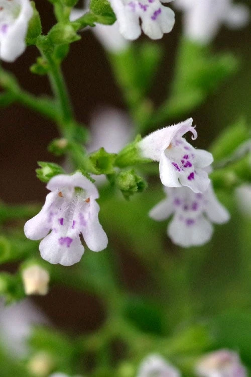 Calamint Plant (Calamintha Nepeta) - 1 Gallon Pot - Image 7