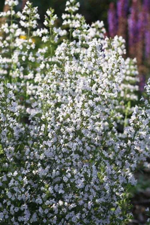Calamint Plant (Calamintha Nepeta) - 1 Gallon Pot - Image 5