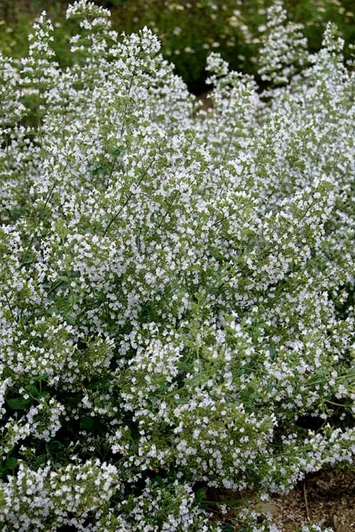 Calamint Plant (Calamintha Nepeta) - 1 Gallon Pot - Image 6