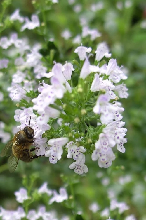 White Cloud Calamint - 1 Gallon Pot - Image 7
