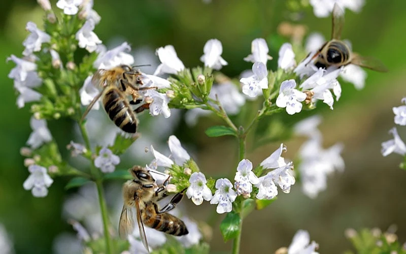 White Cloud Calamint - 1 Gallon Pot - Image 6
