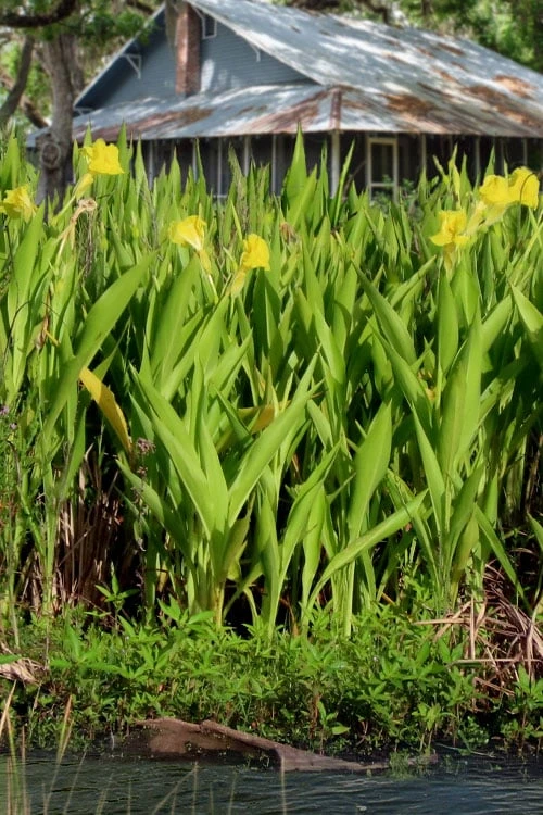 Bandana Of The Everglades Golden Canna Lily - 6 Pack Of 1 Gallon Pots - Image 4