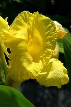 Bandana Of The Everglades Golden Canna Lily - 8 Pack Of 1 Gallon Pots