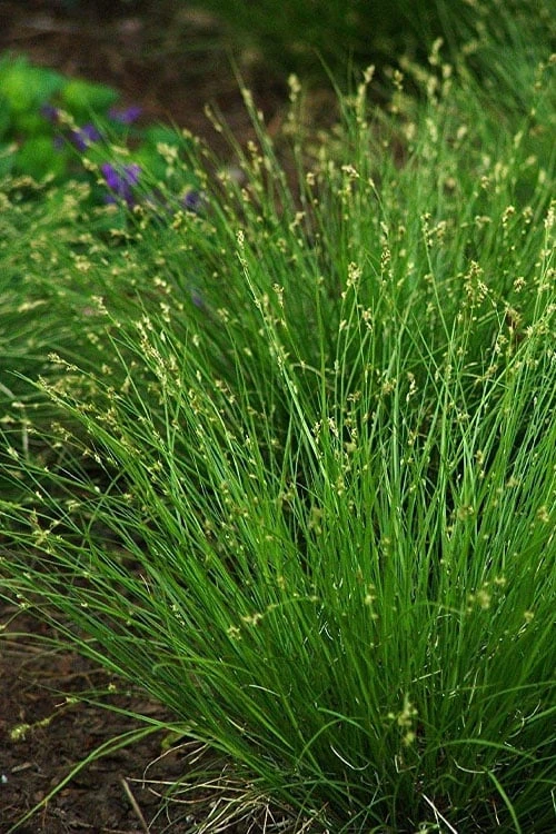 Appalachian Sedge (Carex Appalachia) - 8 Pack Of 1 Gallon Pots - Image 7