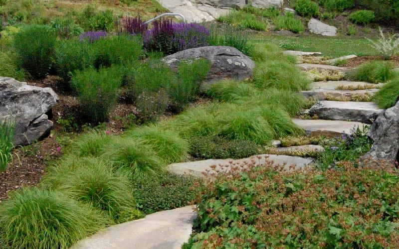 Appalachian Sedge (Carex Appalachia) - 8 Pack Of 1 Gallon Pots - Image 4