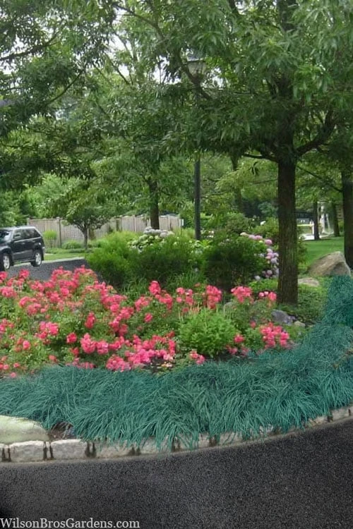 Blue Zinger Sedge Grass (Carex Flacca) - 1 Gallon Pot - Image 5