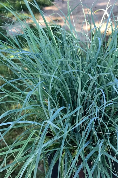 Blue Zinger Sedge Grass (Carex Flacca) - 1 Gallon Pot - Image 7