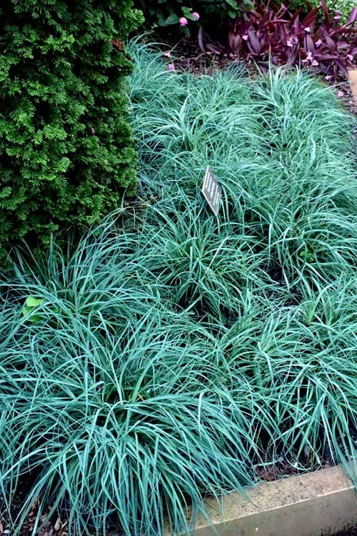 Blue Zinger Sedge Grass (Carex Flacca) - 1 Gallon Pot - Image 4