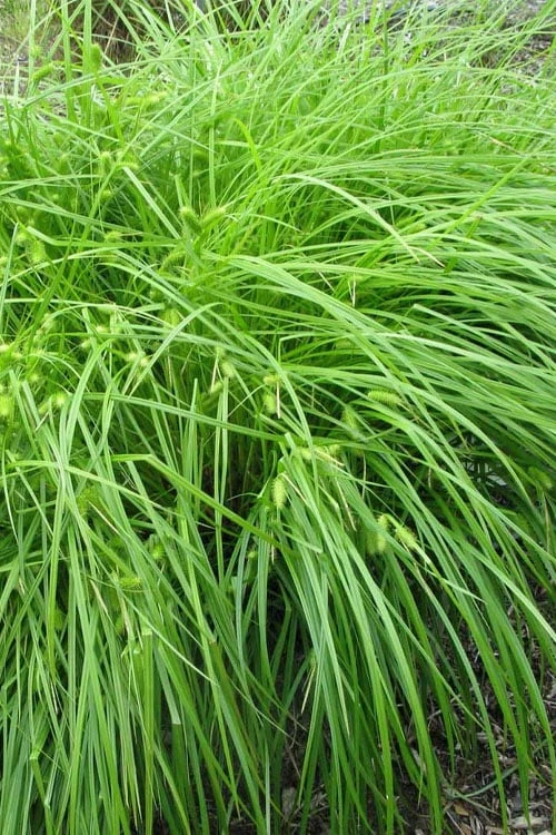 Shallow Sedge (Carex Lurida) - 6 Pack Of 1 Gallon Pots - Image 8