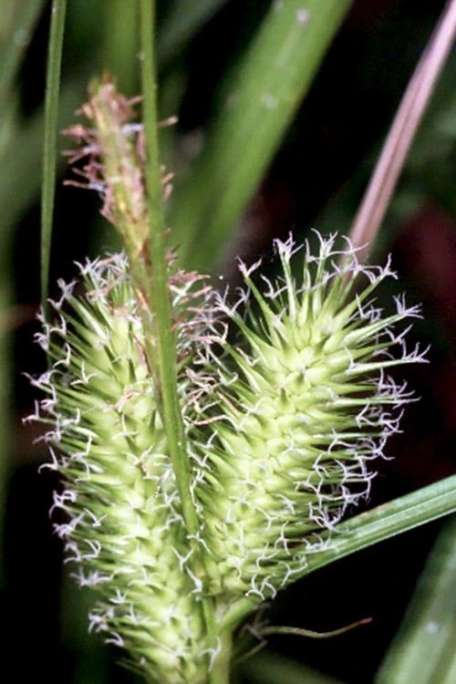 Shallow Sedge (Carex Lurida) - 6 Pack Of 1 Gallon Pots