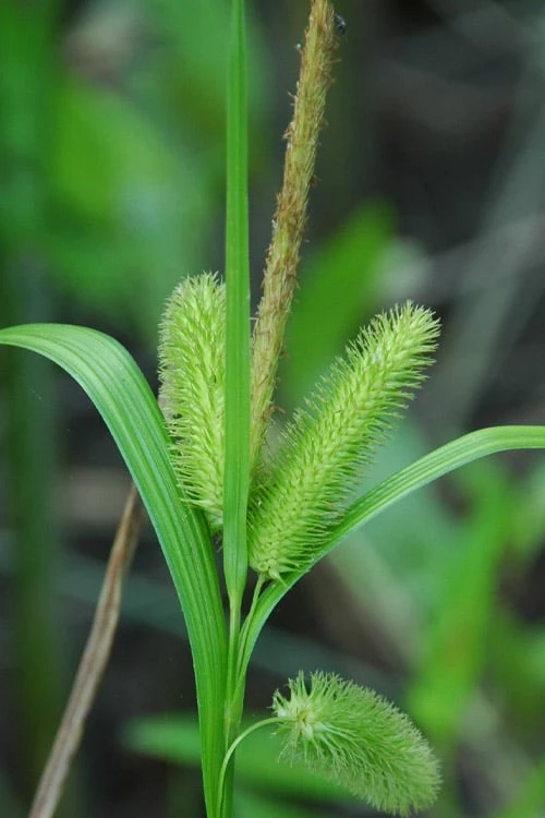 Shallow Sedge (Carex Lurida) - 1 Gallon Pot - Image 4