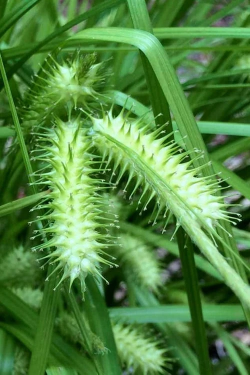 Shallow Sedge (Carex Lurida) - 6 Pack Of 1 Gallon Pots - Image 5