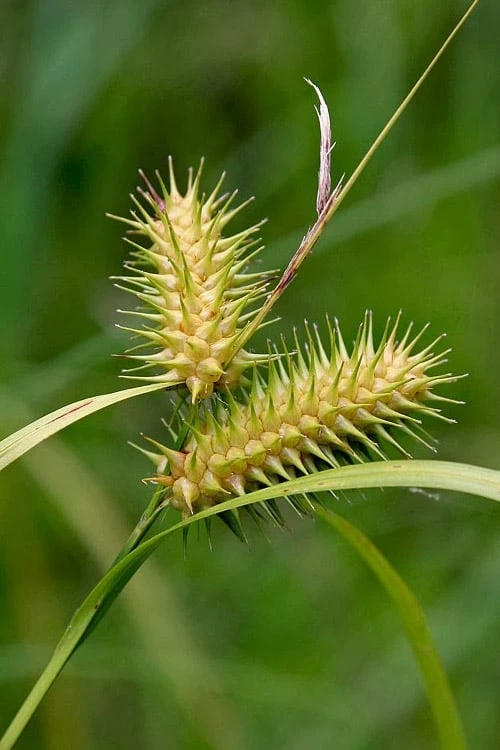 Shallow Sedge (Carex Lurida) - 6 Pack Of 1 Gallon Pots - Image 6