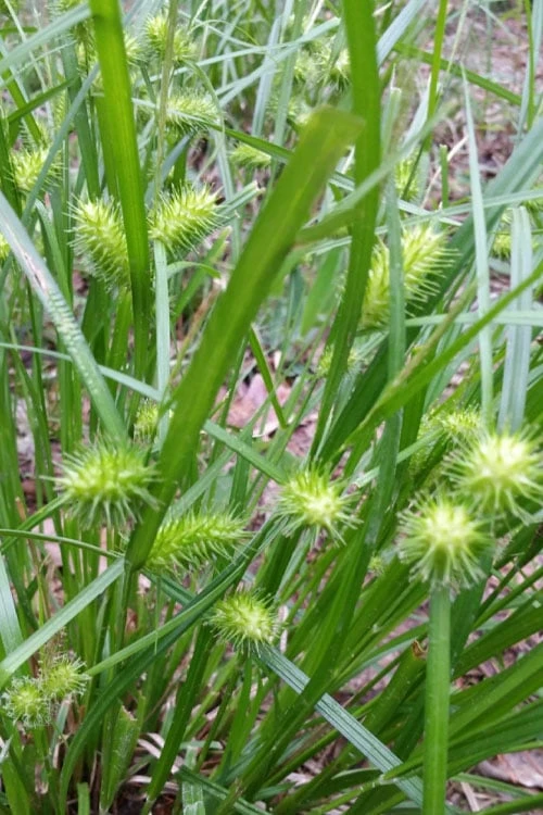 Shallow Sedge (Carex Lurida) - 1 Gallon Pot - Image 7
