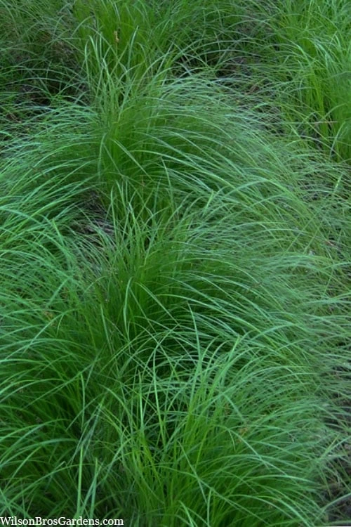 Pennsylvania Sedge (Carex Pennsylvanica) - 8 Pack 1 Gallon Pot - Image 6