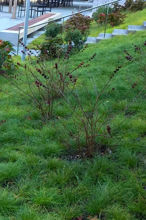 Texas Sedge (Carex Texensis) - 1 Gallon Pot - Image 5