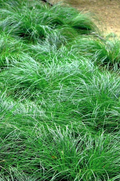 Texas Sedge (Carex Texensis) - 1 Gallon Pot - Image 8