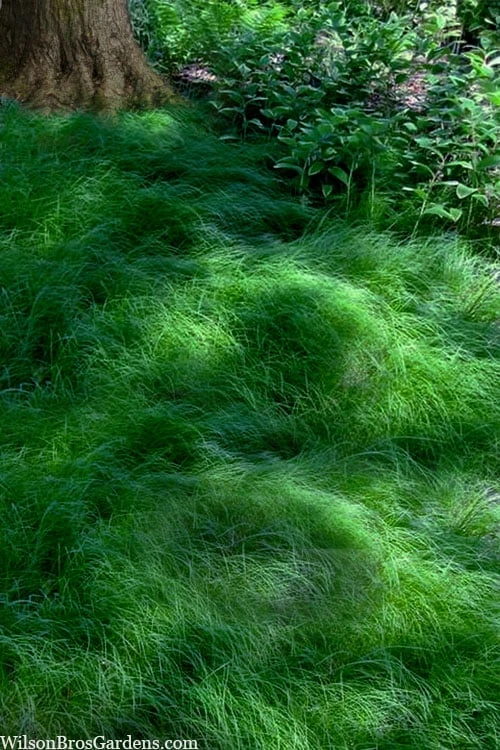 Texas Sedge (Carex Texensis) - 1 Gallon Pot