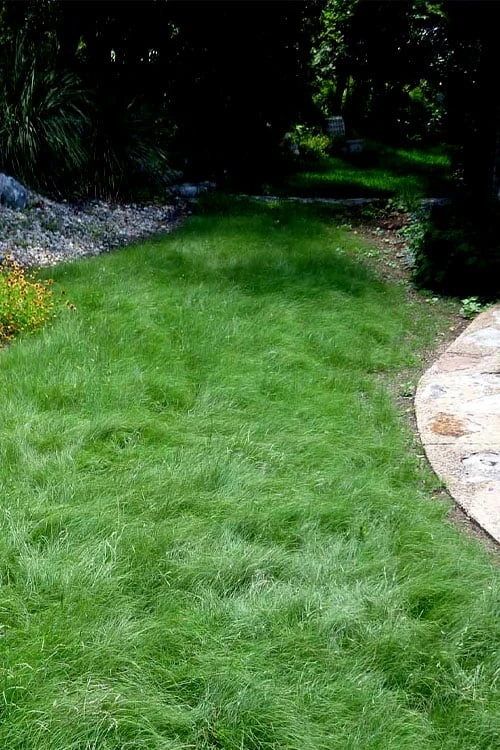 Texas Sedge (Carex Texensis) - 1 Gallon Pot - Image 4