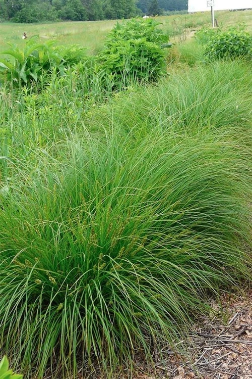 Fox Sedge (Carex Vulpinoidea) - 1 Gallon Pot - Image 10