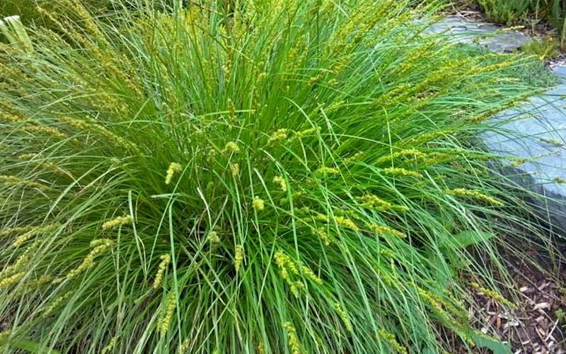 Fox Sedge (Carex Vulpinoidea) - 1 Gallon Pot - Image 9