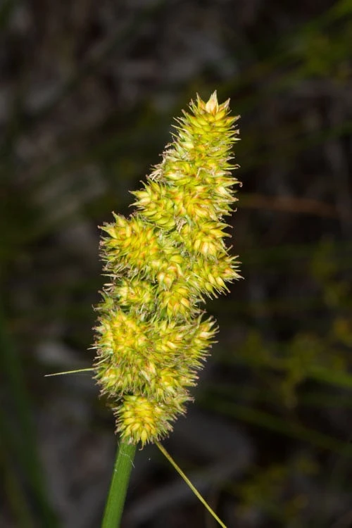 Fox Sedge (Carex Vulpinoidea) - 1 Gallon Pot - Image 8
