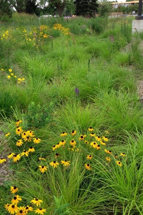 Fox Sedge (Carex Vulpinoidea) - 1 Gallon Pot - Image 5