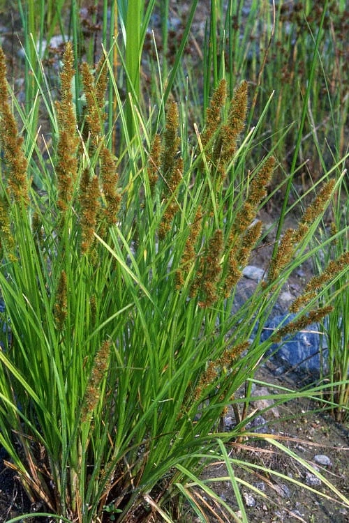 Fox Sedge (Carex Vulpinoidea) - 1 Gallon Pot - Image 4