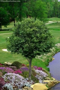 American Hornbeam (Ironwood Tree) - 5 Gallon Pot