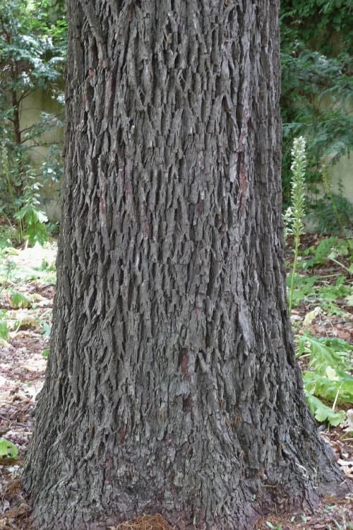 Caddo Pecan Tree - 5 Gallon Pot - Image 7