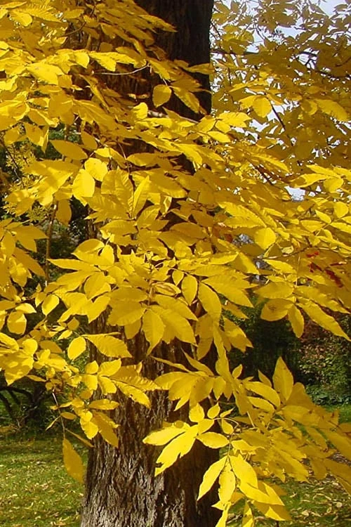 Elliot Pecan Tree - 5 Gallon Pot - Image 6