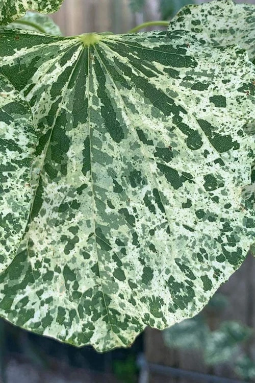 Alley Cat Redbud Tree - 7 Gallon Pot (4-5') - Image 6