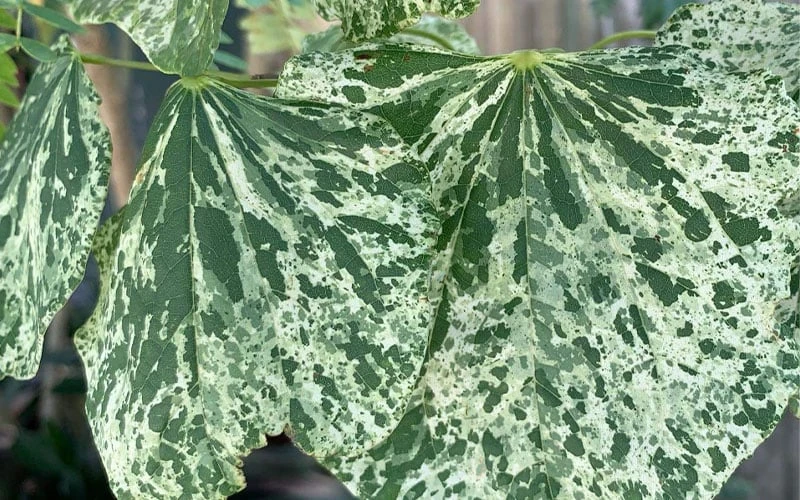 Alley Cat Redbud Tree - 7 Gallon Pot (4-5') - Image 7