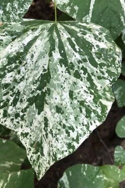 Alley Cat Redbud Tree - 7 Gallon Pot (4-5')