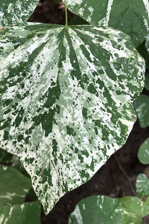 Alley Cat Redbud Tree - 7 Gallon Pot (4-5')