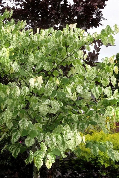 Alley Cat Redbud Tree - 7 Gallon Pot (4-5') - Image 4