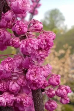 Pink Pom Poms Redbud Tree - 3 Gallon Pot
