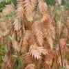 Upland Sea Oats (Chasmanthium Latifolium) - 8 Pack Of 1 Gallon Pots